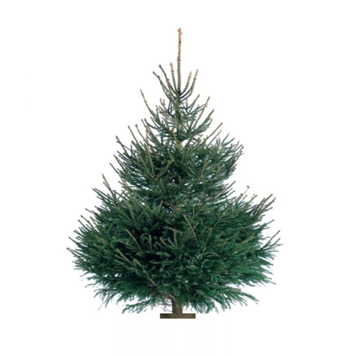 Sapin de Noël Épicéa