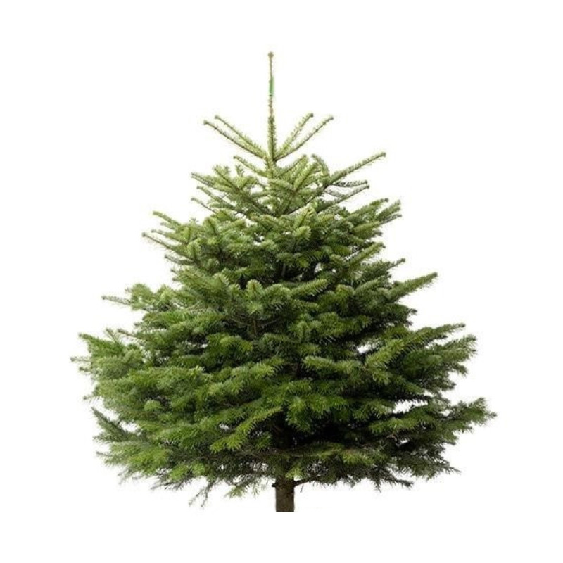 Sapin de Noël Nordmann